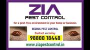 Bed Bug Control Special discount for restaurents and Paying Guest | 60