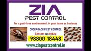 Safe & Effective Cockroach Treatment | Call Us Toda