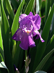 Prithvi Utility Services 12M